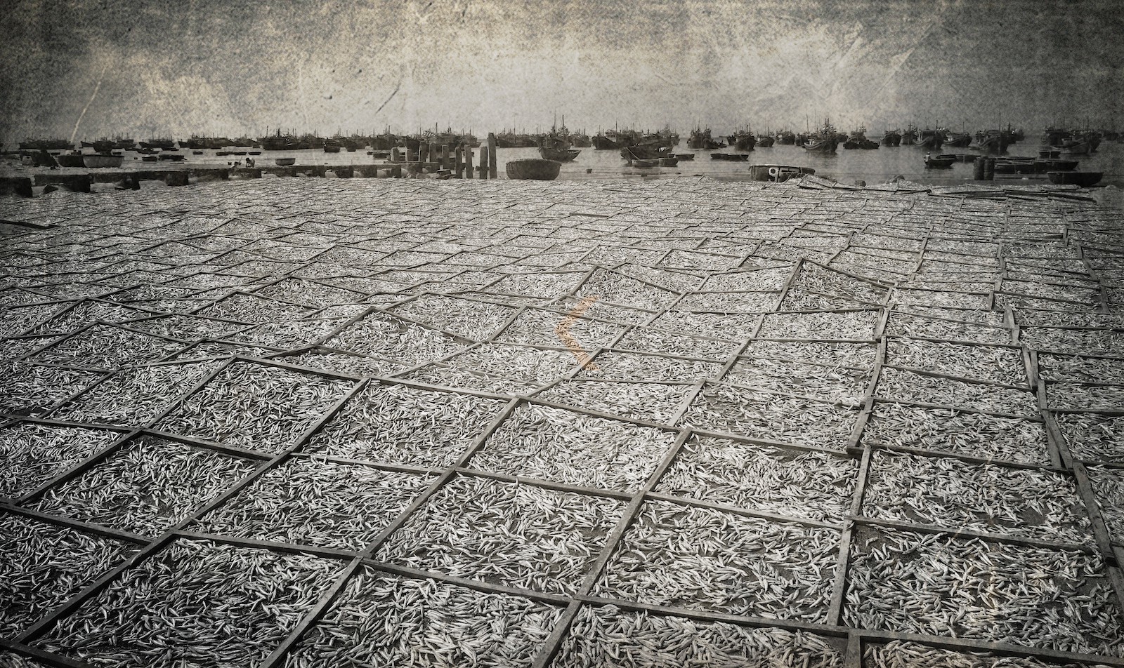 Séchage des poissons pour le Nuoc Mam